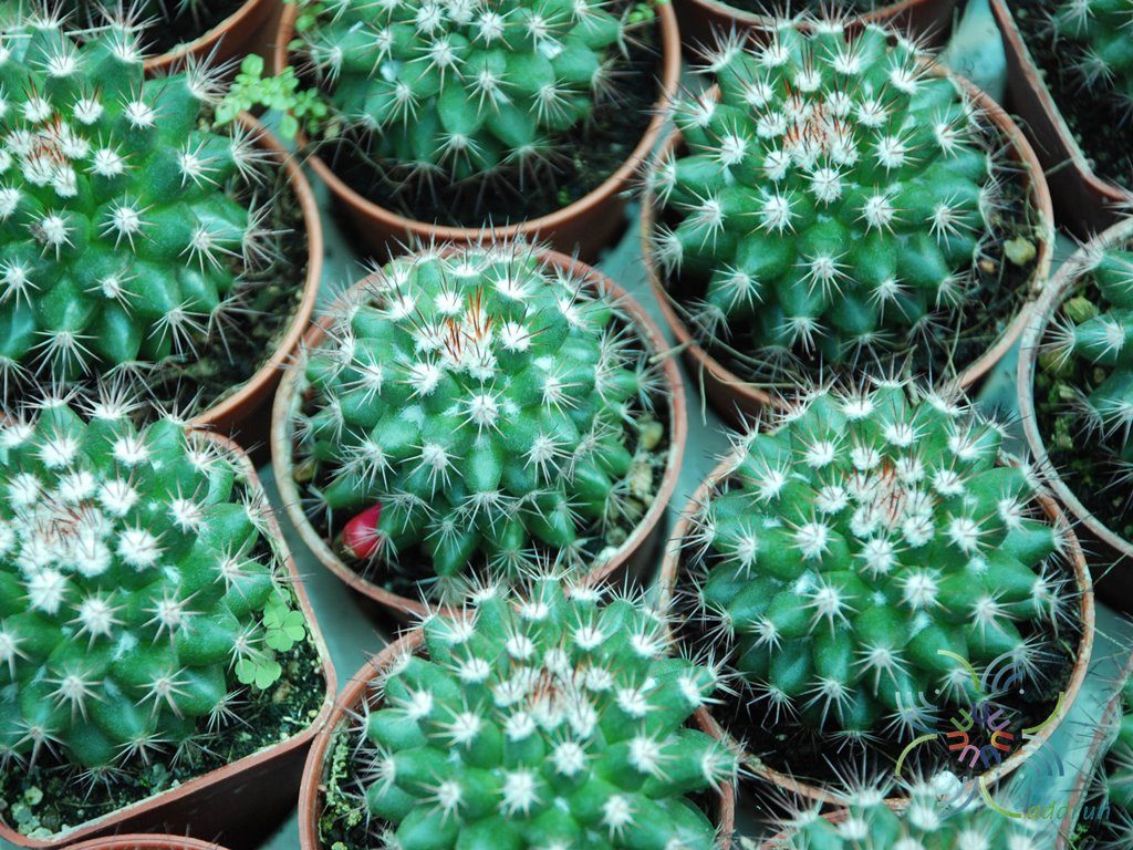 แมมมิลาเรีย แมมมิลาริส Mammillaria mammillaris (L.) H.Karst.