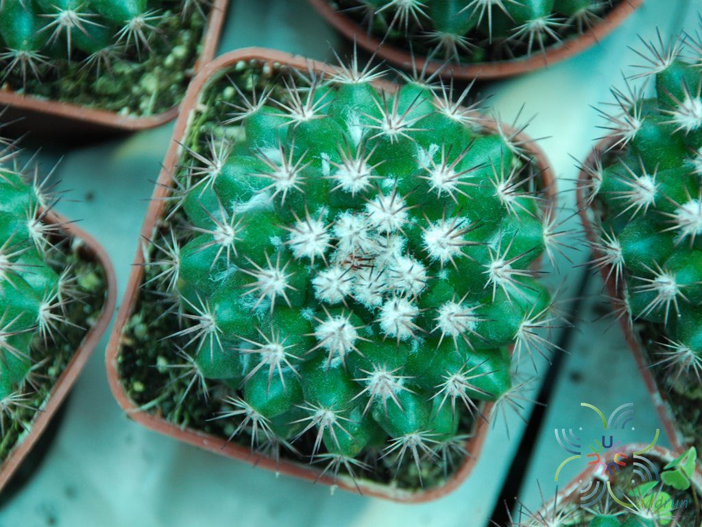 แมมมิลาเรีย แมมมิลาริส Mammillaria mammillaris (L.) H.Karst.