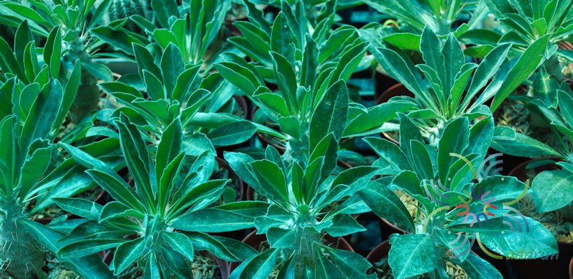 พาคีโพเดียม ลาเมเร Pachypodium lamerei Drake.