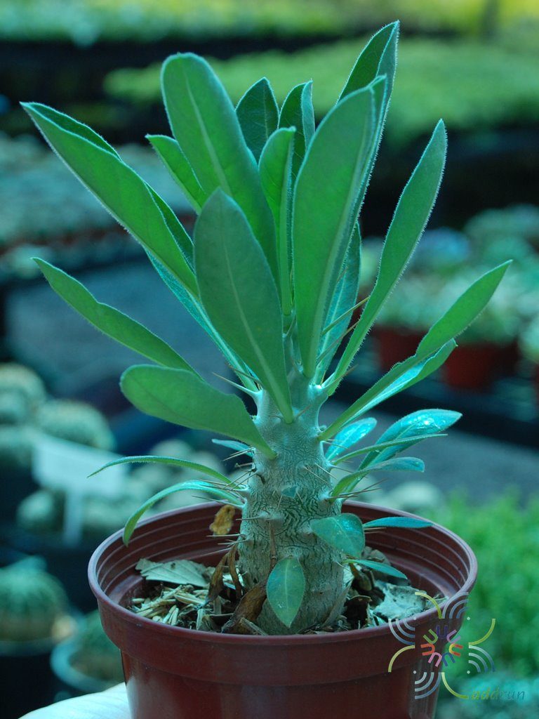พาคีโพเดียม ลาเมเร Pachypodium lamerei Drake.