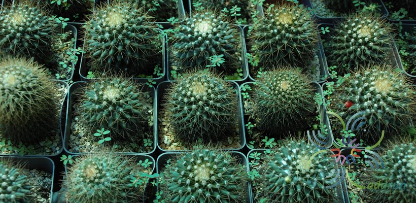 แมมมิลาเรีย นิโวซา Mammillaria nivosa Link ex Pfeiff.