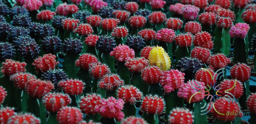 ยิมโนคาไลเซียม มิฮาโนวิชิอาย ลูกผสม เสียบยอดแก้วมังกร Gymnocalycium mihanovichii hybrid grafted on Hylocereus sp.