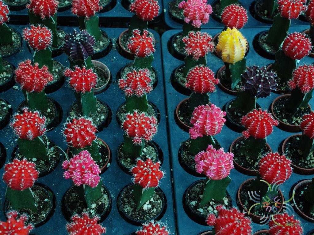 ยิมโนคาไลเซียม มิฮาโนวิชิอาย ลูกผสม เสียบยอดแก้วมังกร Gymnocalycium mihanovichii hybrid grafted on Hylocereus sp.