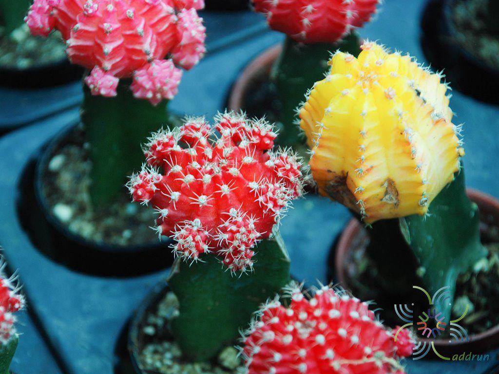ยิมโนคาไลเซียม มิฮาโนวิชิอาย ลูกผสม เสียบยอดแก้วมังกร Gymnocalycium mihanovichii hybrid grafted on Hylocereus sp.