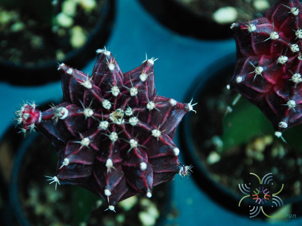 ยิมโนคาไลเซียม มิฮาโนวิชิอาย ลูกผสม เสียบยอดแก้วมังกร Gymnocalycium mihanovichii hybrid grafted on Hylocereus sp.