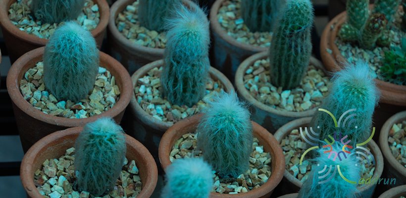 ตะบองผู้เฒ่า Cephalocereus senilis (Haw.) Pfeiff.