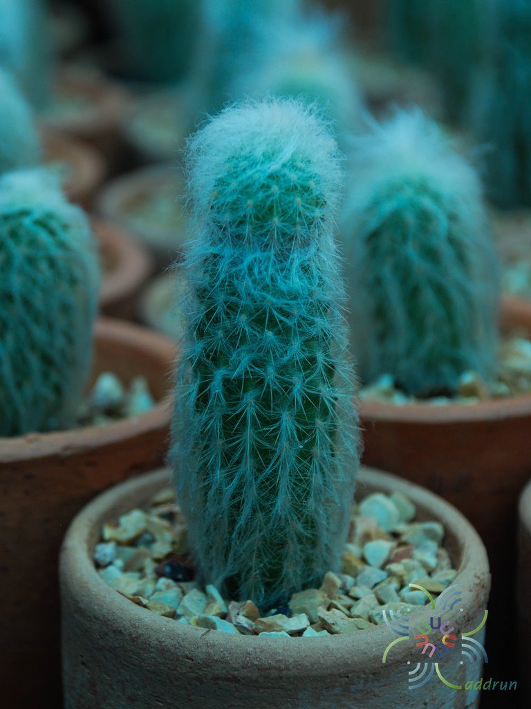 ตะบองผู้เฒ่า Cephalocereus senilis (Haw.) Pfeiff.