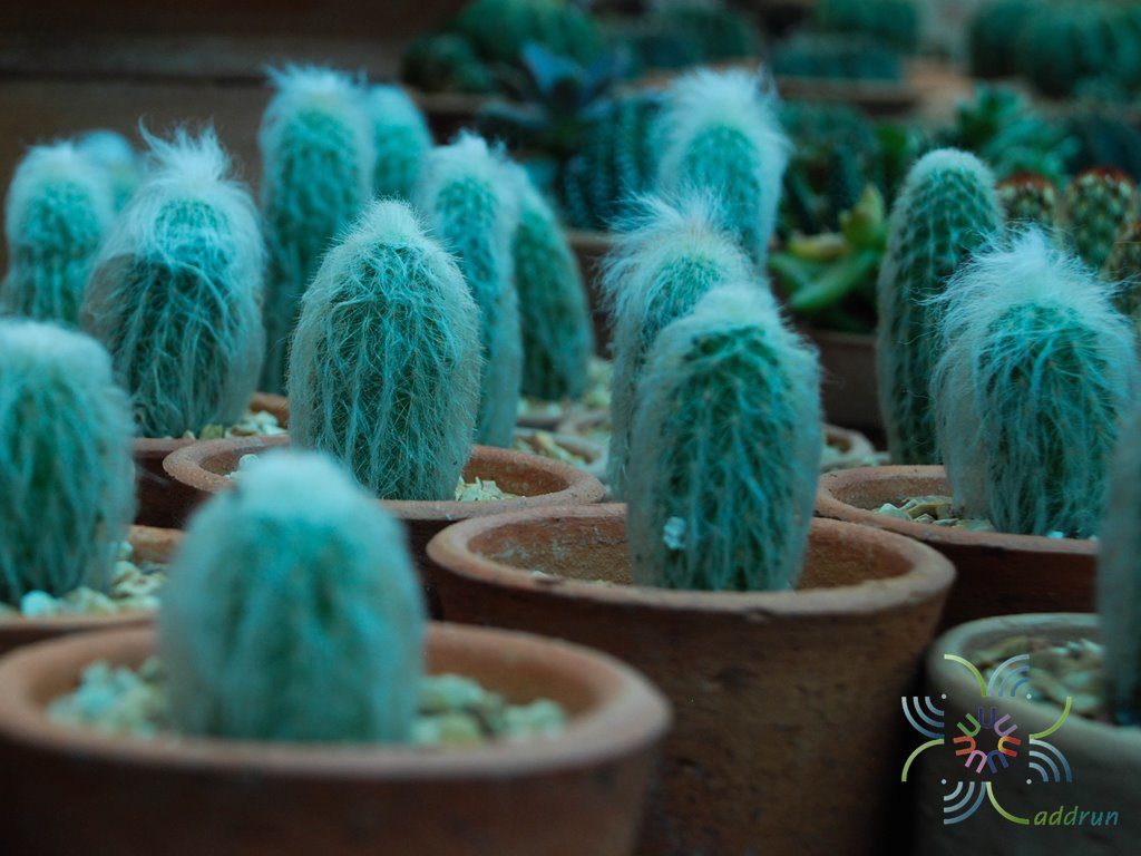 ตะบองผู้เฒ่า Cephalocereus senilis (Haw.) Pfeiff.