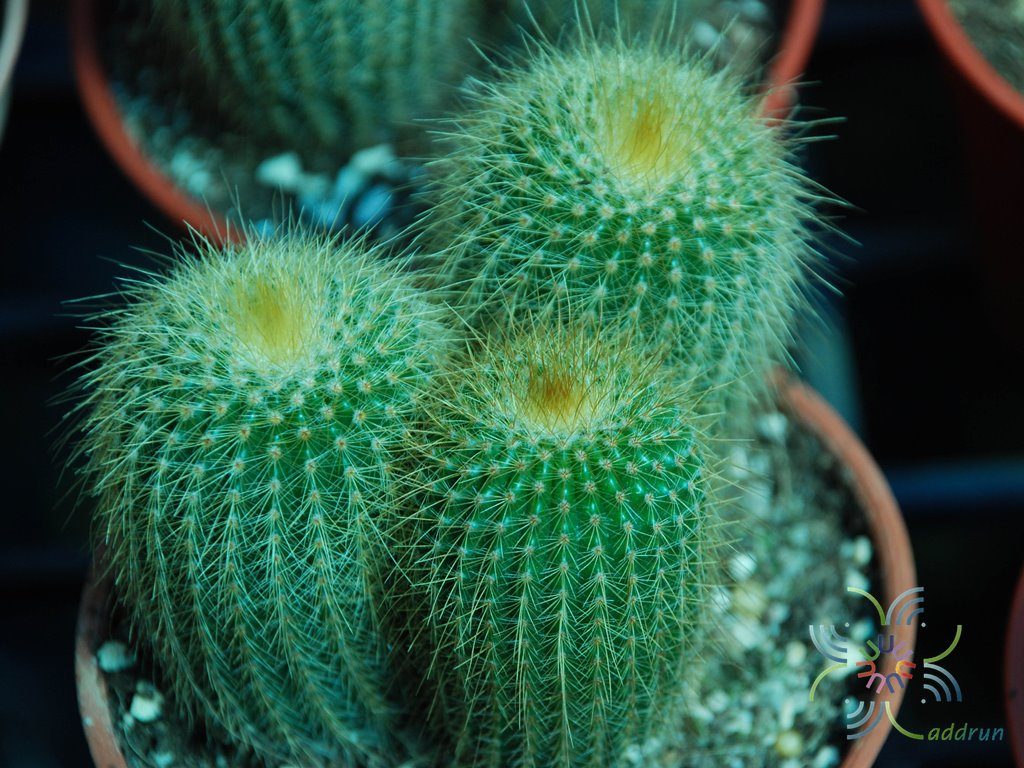กระบองทอง Parodia leninghausii (K.Schum.) F.H.Brandt