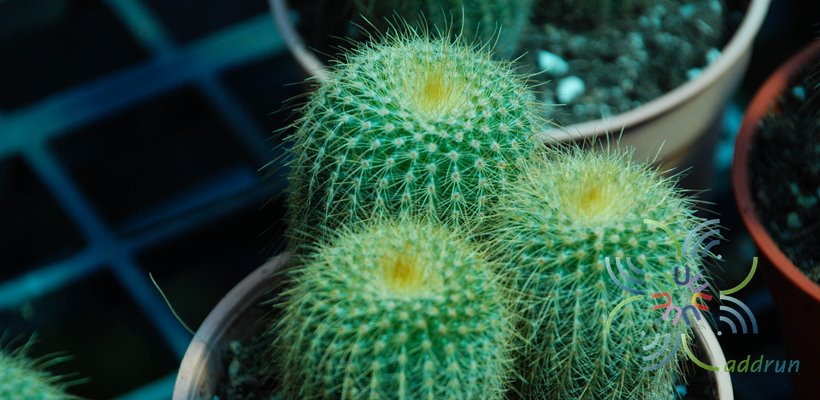 กระบองทอง Parodia leninghausii (K.Schum.) F.H.Brandt