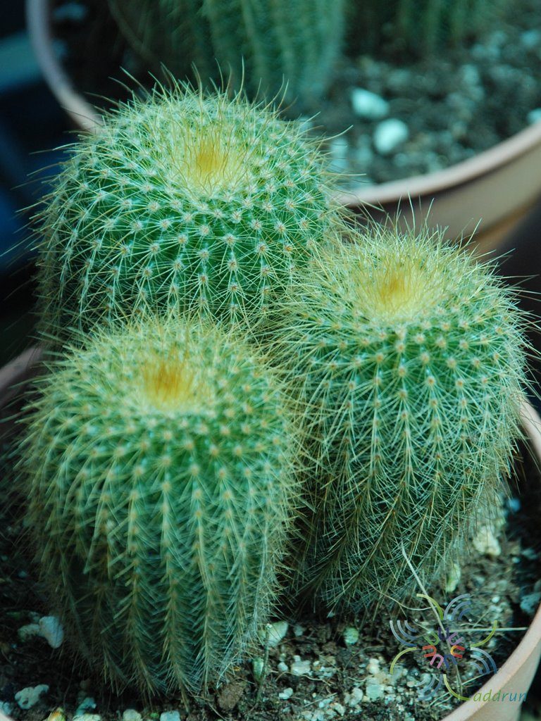 กระบองทอง Parodia leninghausii (K.Schum.) F.H.Brandt