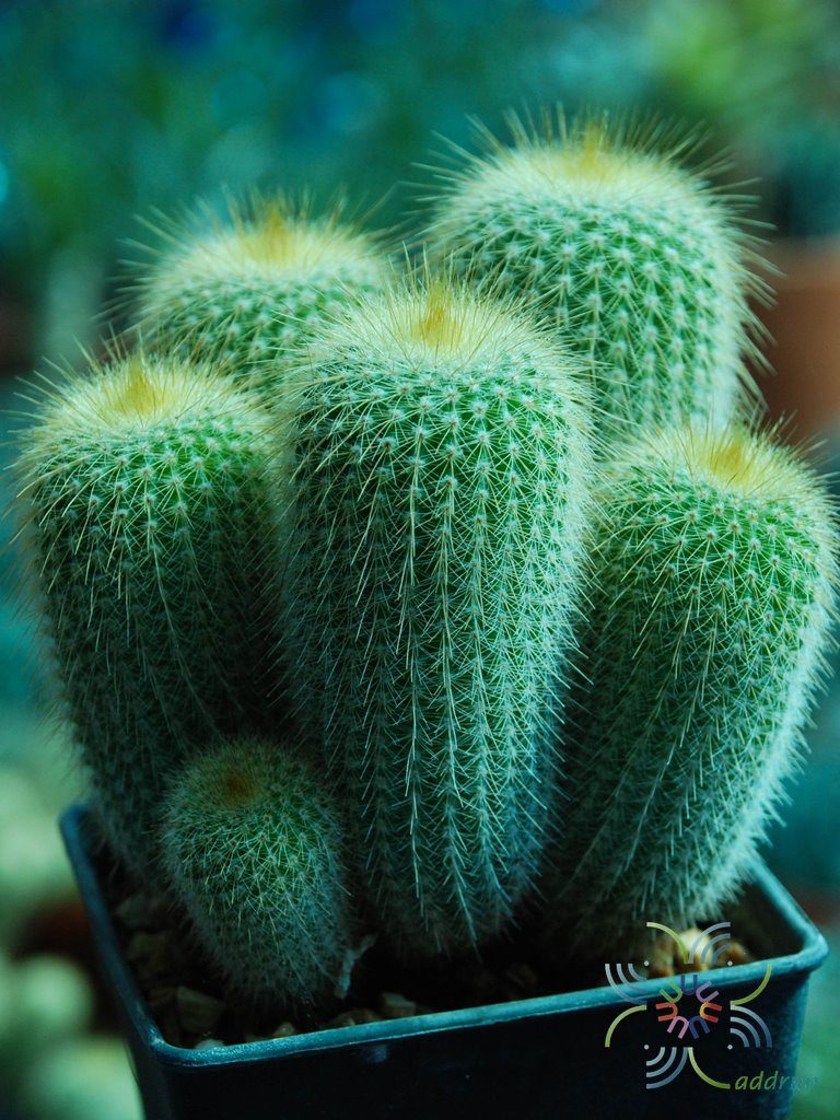 กระบองทอง Parodia leninghausii (K.Schum.) F.H.Brandt