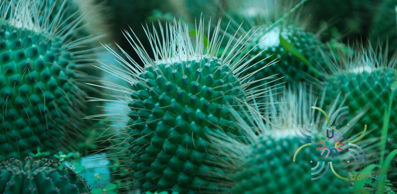 แมมมิลาเรีย สไปโนซิสซิมา อัน-พิโค Mammillaria spinosissima cv. Un Pico