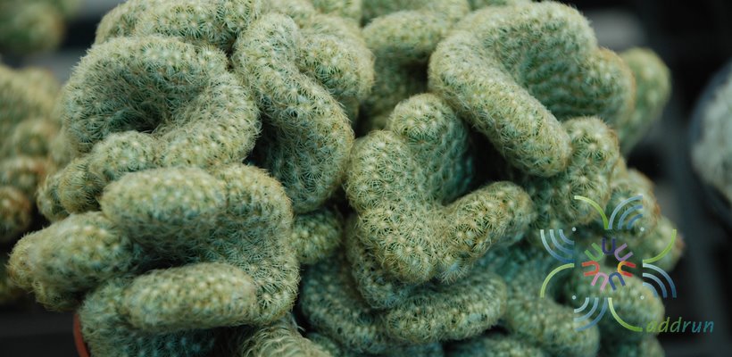 แมมนิ้วหงอนทอง Mammillaria elongata f. cristata hort.