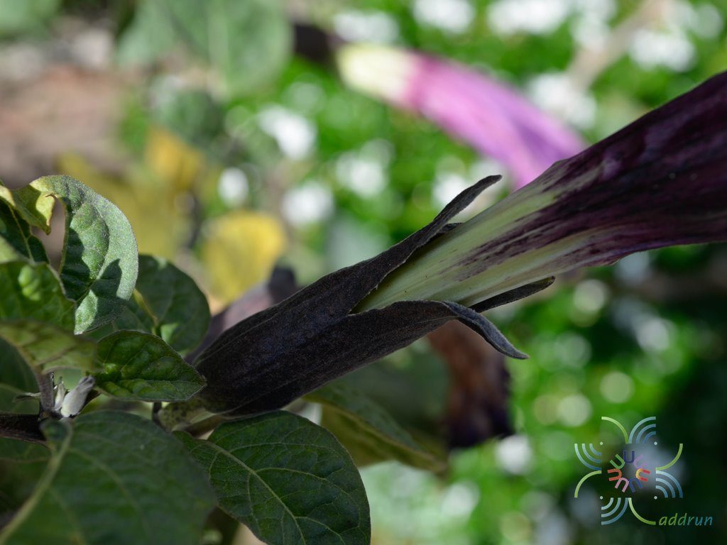 ลำโพงกาสลัก Datura metel L.