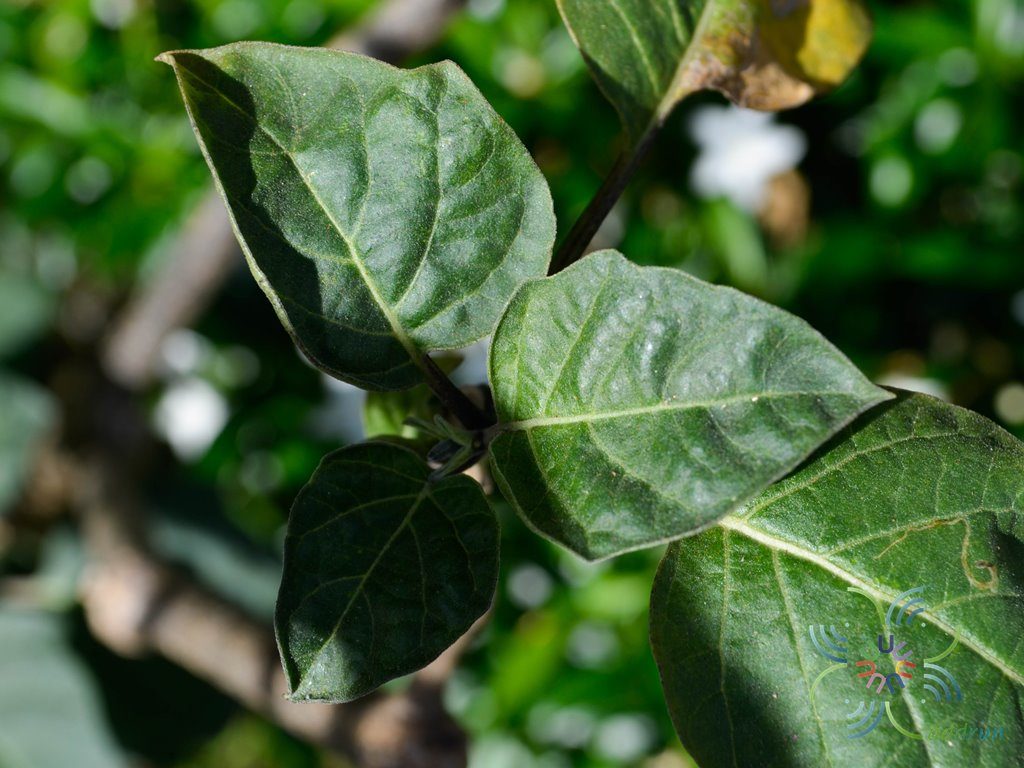 ลำโพงกาสลัก Datura metel L.