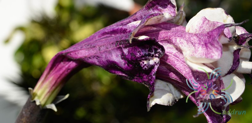 ลำโพงกาสลัก Datura metel L.