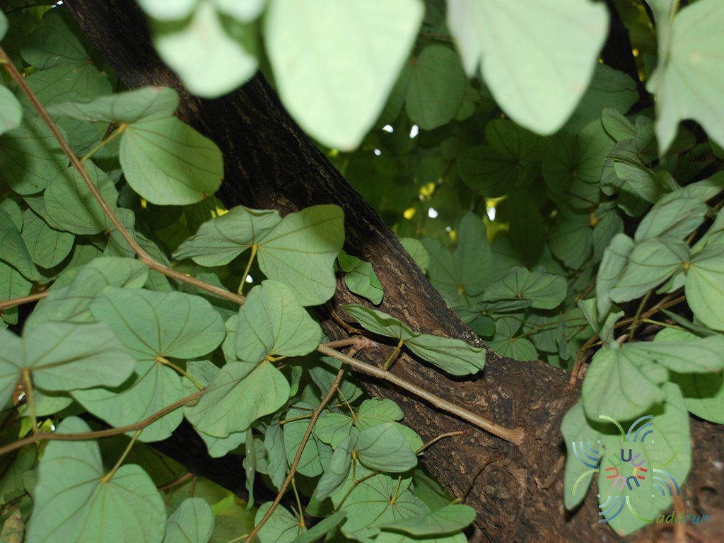 เสี้ยวป่า Bauhinia saccocalyx Pierre