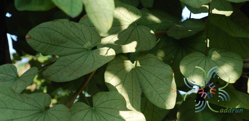 เสี้ยวป่า Bauhinia saccocalyx Pierre