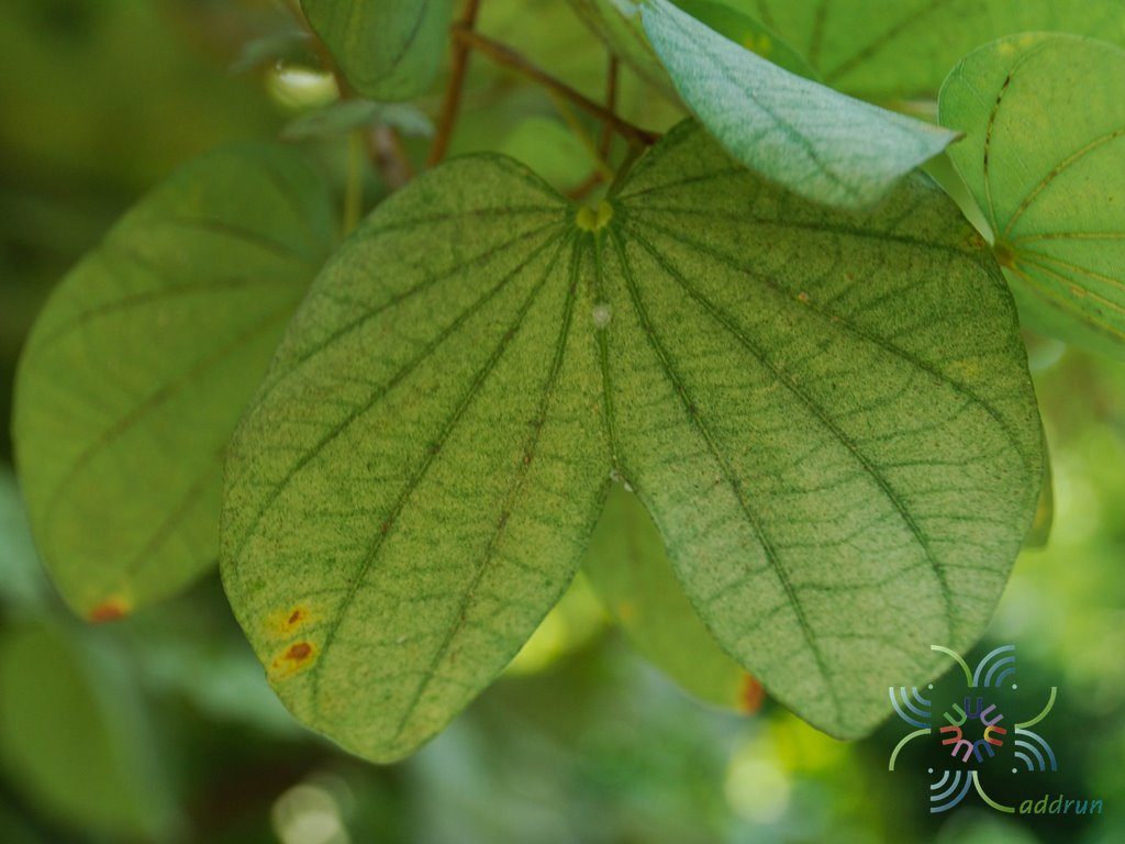 เสี้ยวป่า Bauhinia saccocalyx Pierre