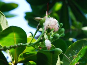 จิกทะเล Barringtonia asiatica (L.) Kurz