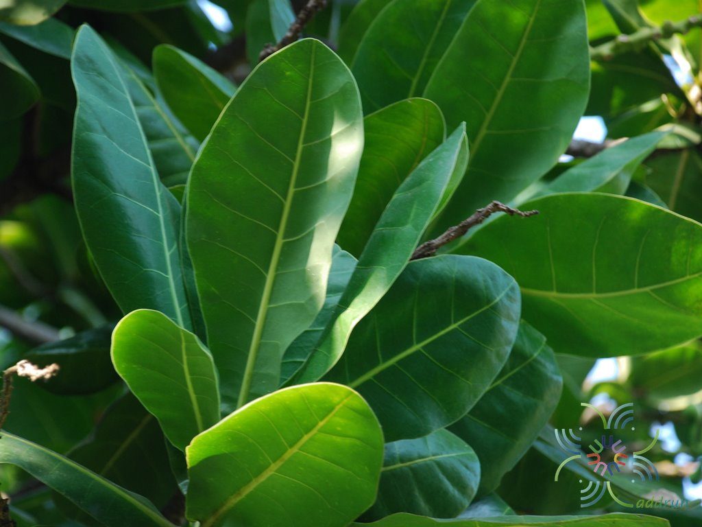 จิกทะเล Barringtonia asiatica (L.) Kurz