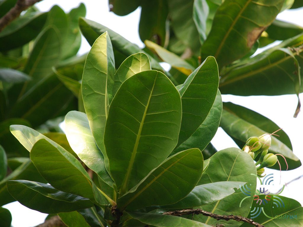จิกทะเล Barringtonia asiatica (L.) Kurz