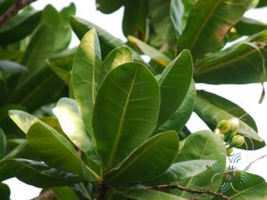 จิกทะเล Barringtonia asiatica (L.) Kurz
