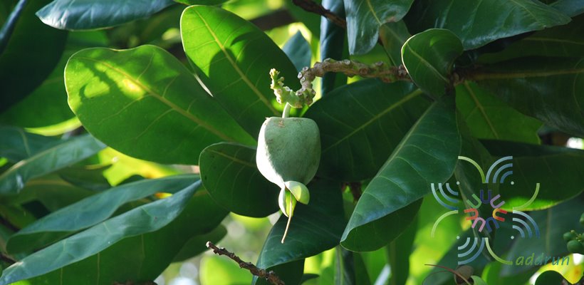 จิกทะเล Barringtonia asiatica (L.) Kurz