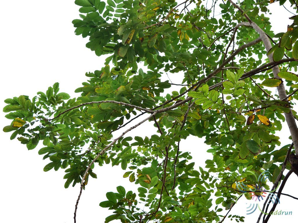 มะค่าโมง Afzelia xylocarpa (Kurz) Craib