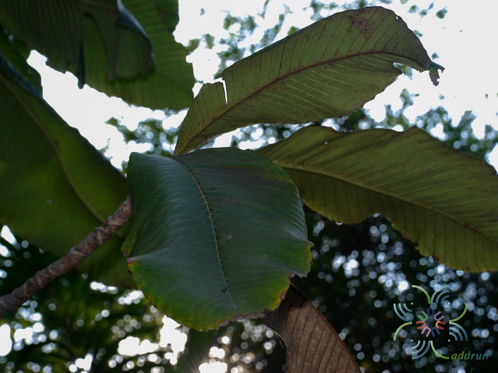 ส้านช้าง Dillenia pentagyna Roxb