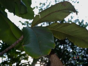 ส้านช้าง Dillenia pentagyna Roxb