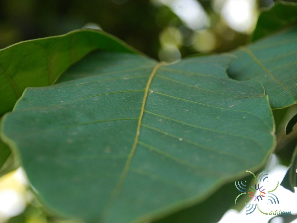 มะหวด Lepisanthes rubiginosa (Roxb.) Leenh.