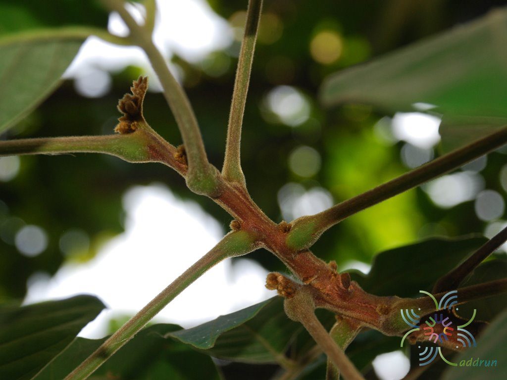 มะหวด Lepisanthes rubiginosa (Roxb.) Leenh.