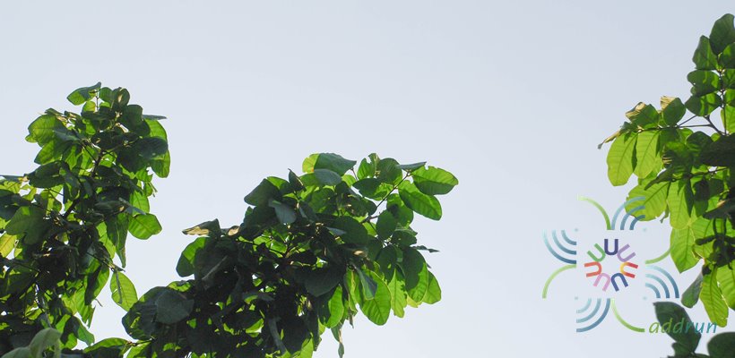 มะหวด Lepisanthes rubiginosa (Roxb.) Leenh.