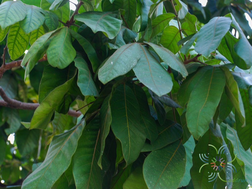 มะหวด Lepisanthes rubiginosa (Roxb.) Leenh.