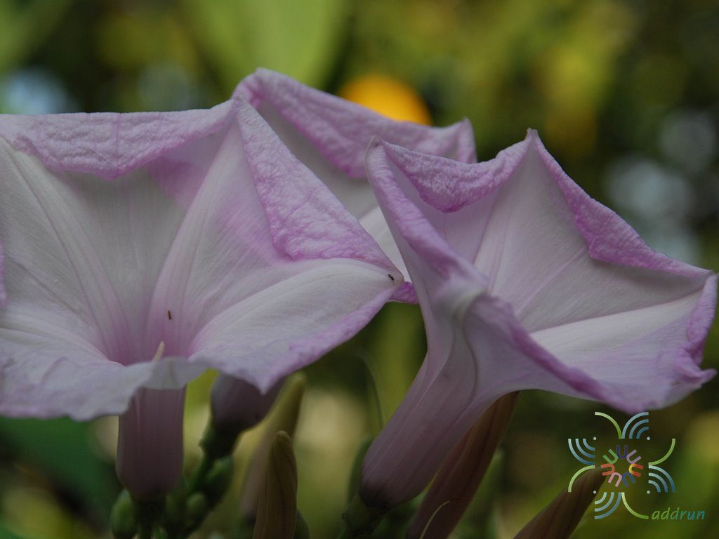 ผักบุ้งรั้ว Ipomoea fistulosa Mart. ex Choisy