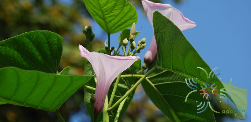 ผักบุ้งรั้ว Ipomoea fistulosa Mart. ex Choisy