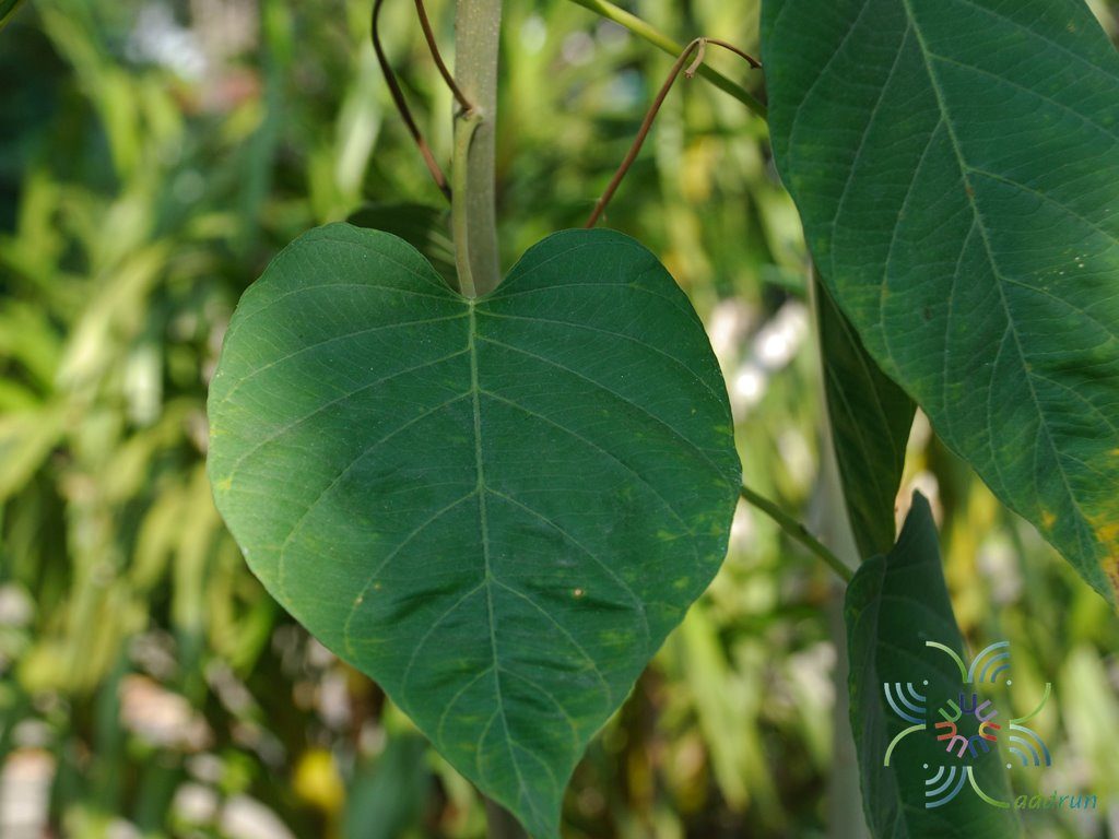 ผักบุ้งรั้ว Ipomoea fistulosa Mart. ex Choisy