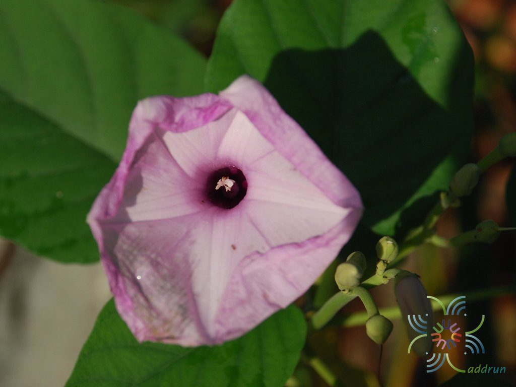 ผักบุ้งรั้ว Ipomoea fistulosa Mart. ex Choisy
