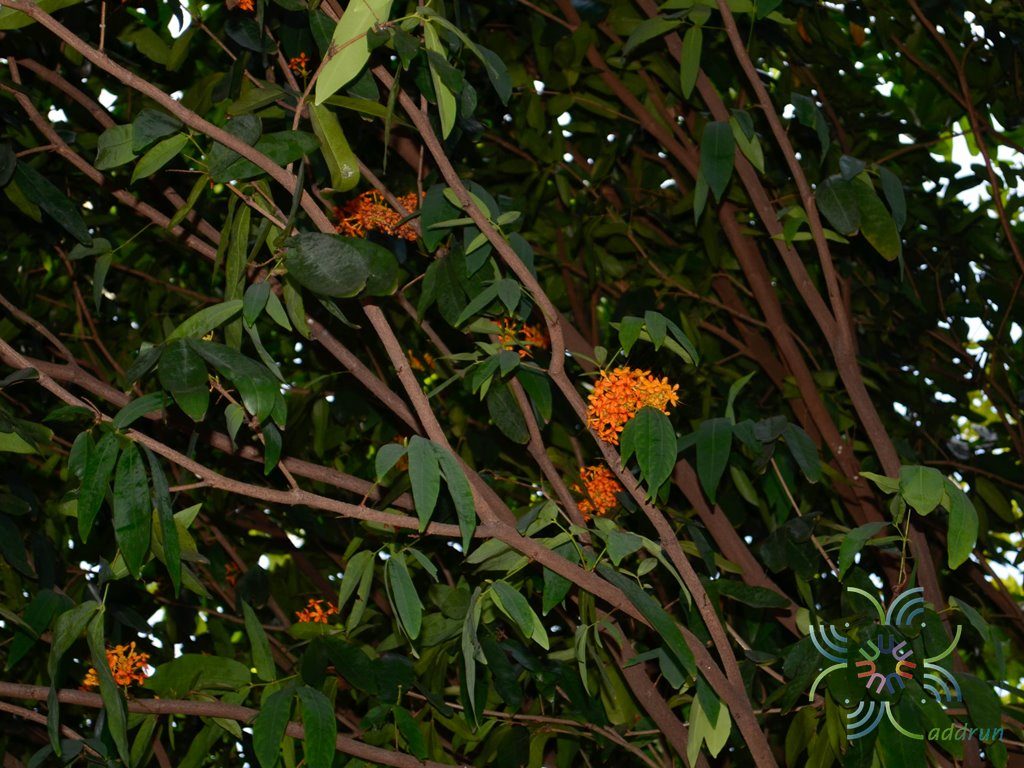 โสกน้ำ Saraca indica L.