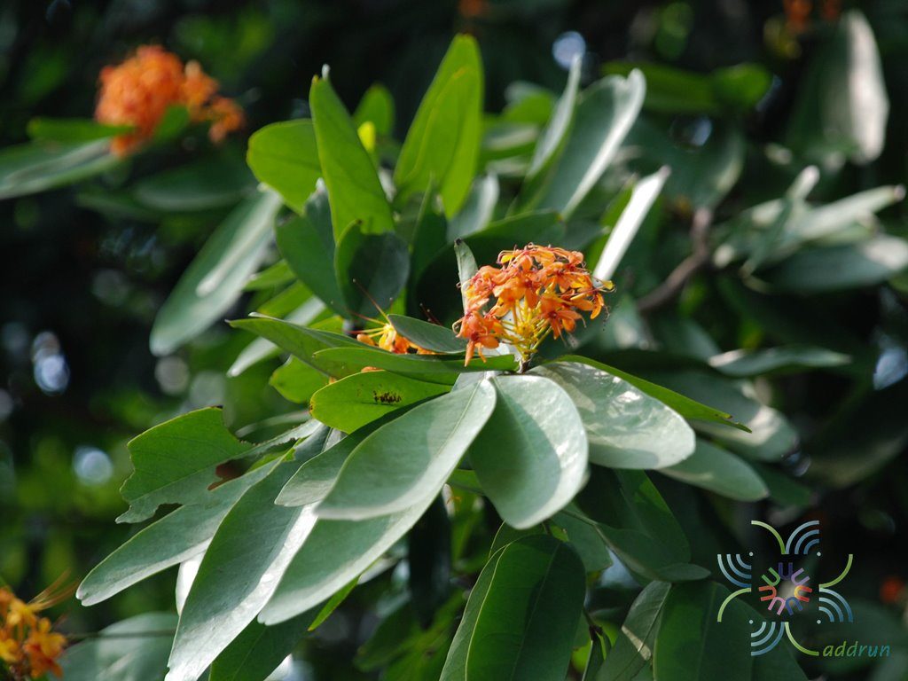 โสกน้ำ Saraca indica L.