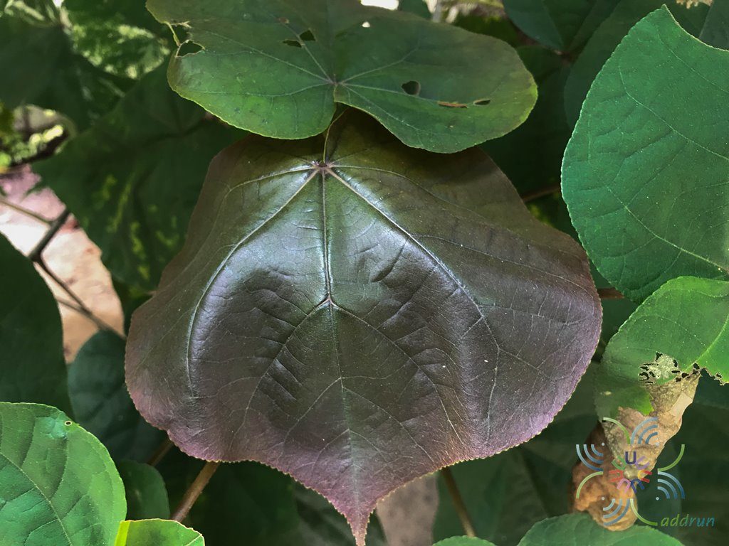 โพทะเล Thespesia populnea (L.) Sol. ex Corrêa