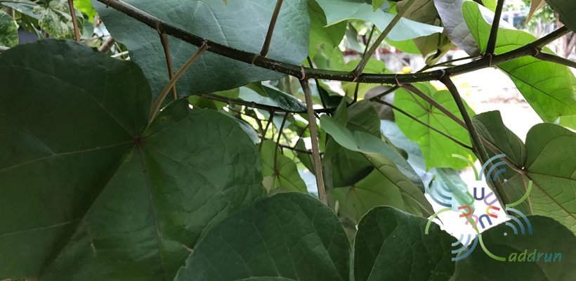โพทะเล Thespesia populnea (L.) Sol. ex Corrêa