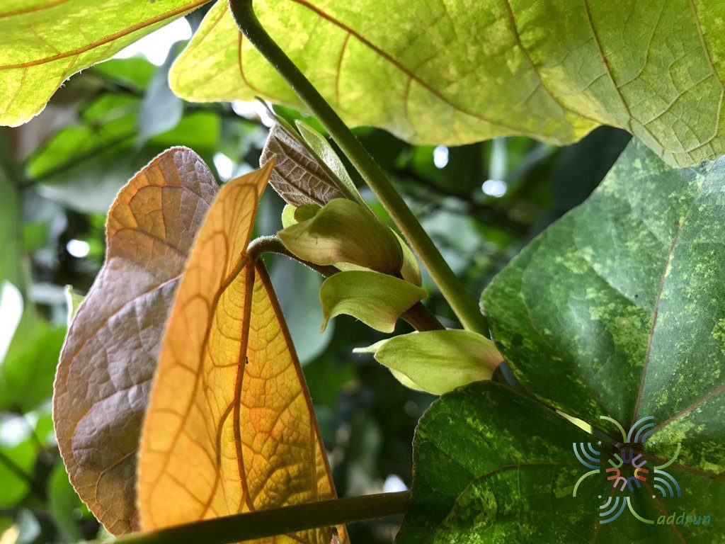 โพทะเล Thespesia populnea (L.) Sol. ex Corrêa
