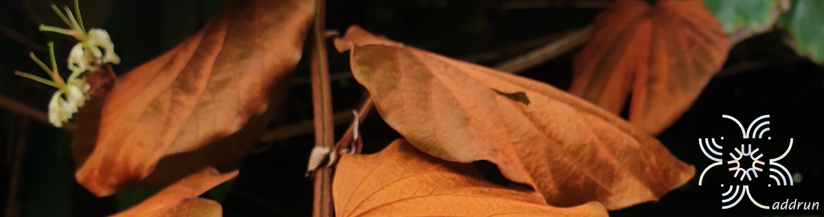 ใบไม้สีทอง (ย่านดาโอ๊ะ) Bauhinia aureifolia K.Larsen _ S.S.Larsen