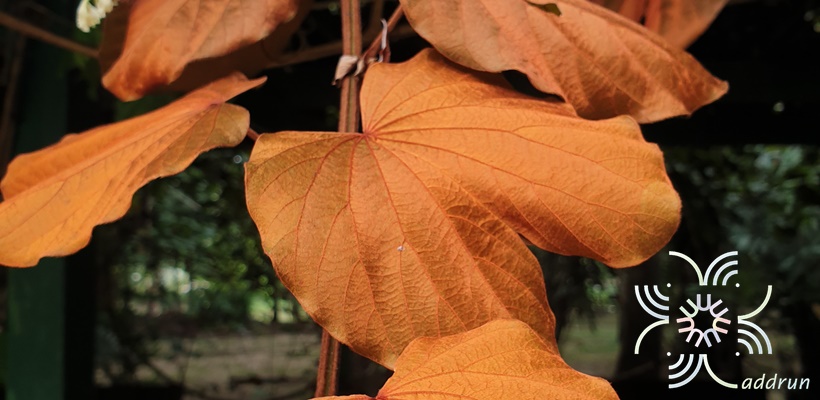 ใบไม้สีทอง (ย่านดาโอ๊ะ) Bauhinia aureifolia K.Larsen _ S.S.Larsen