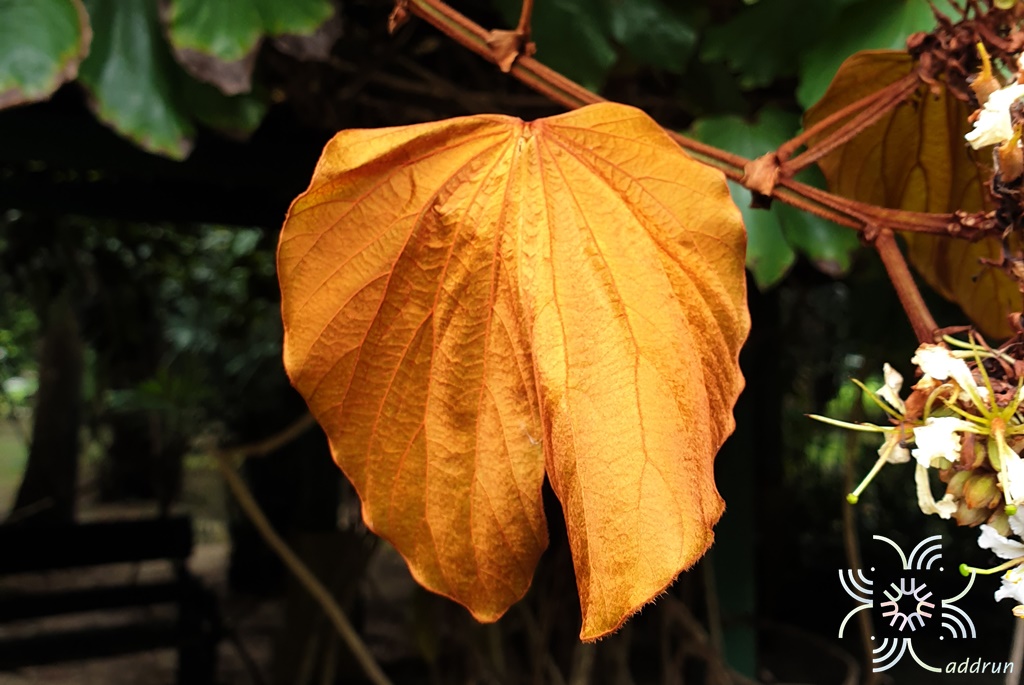 ใบไม้สีทอง (ย่านดาโอ๊ะ) Bauhinia aureifolia K.Larsen _ S.S.Larsen