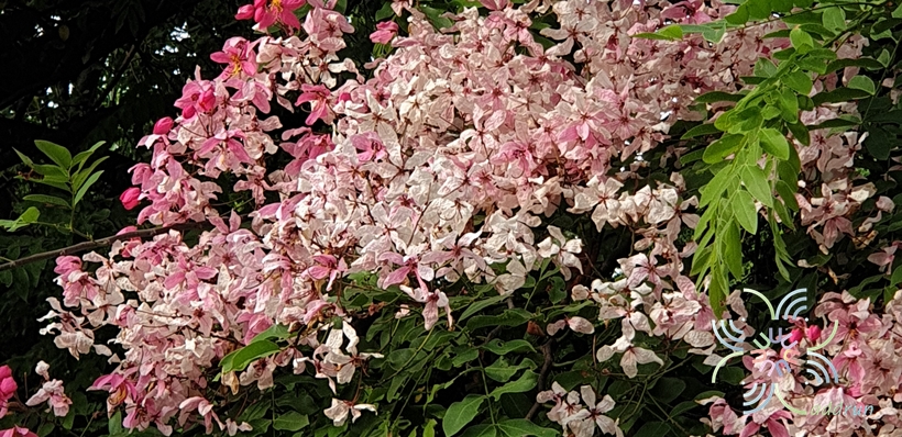 กัลปพฤกษ์ Cassia bakeriana Craib