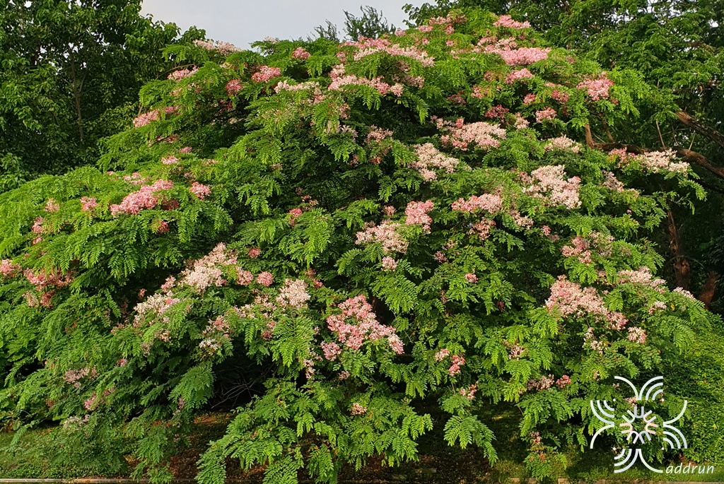 กัลปพฤกษ์ Cassia bakeriana Craib